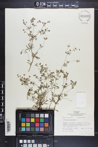 Potentilla argentea image