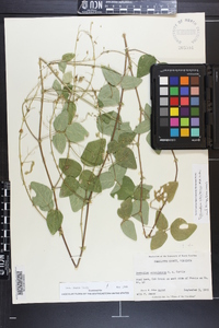 Desmodium ochroleucum image