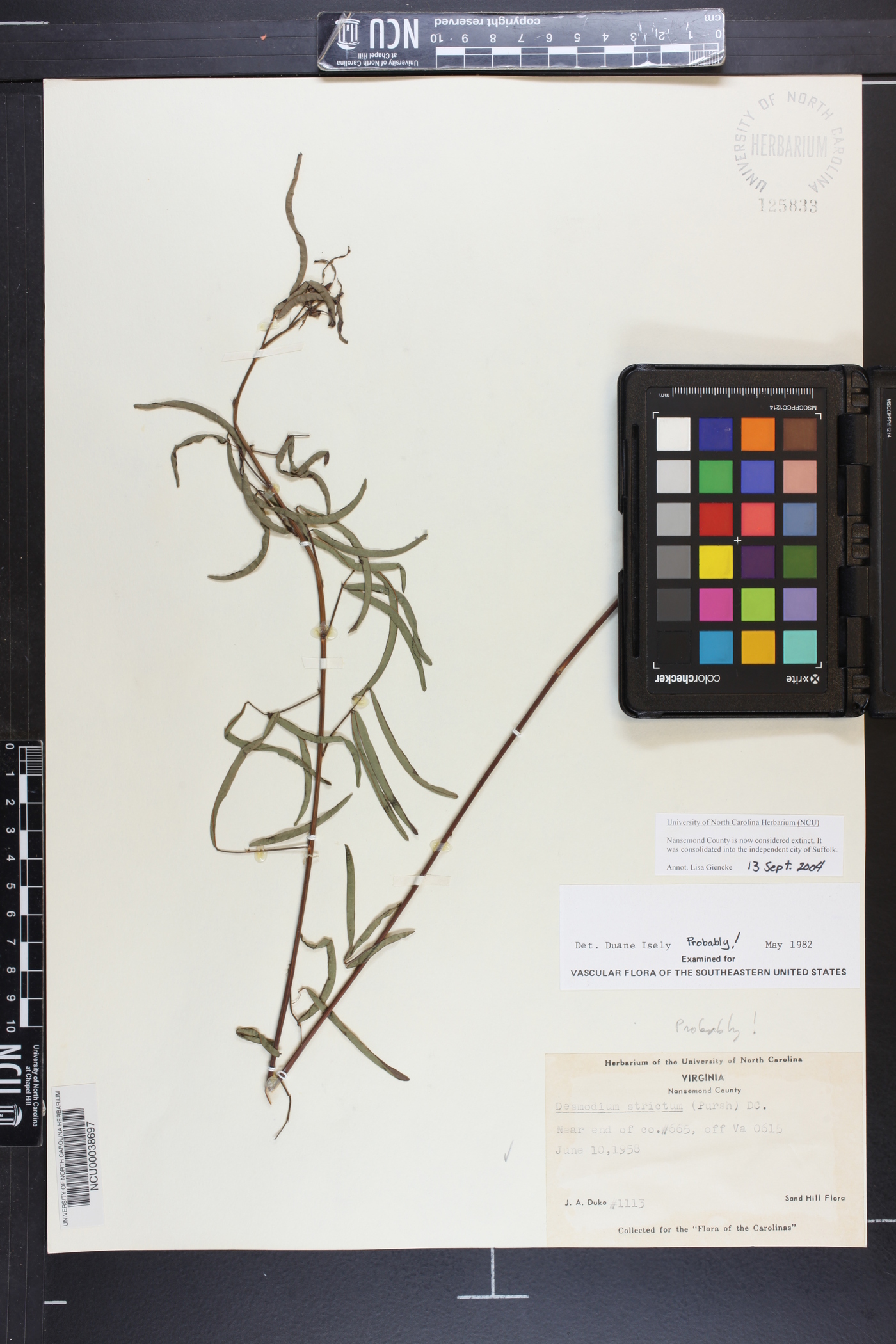 Desmodium strictum image