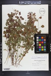 Desmodium lineatum image