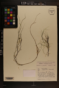 Potamogeton confervoides image