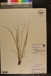 Carex emmonsii image