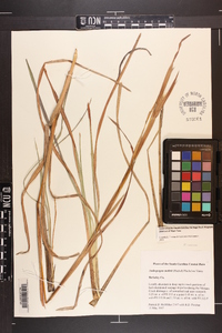 Andropogon mohrii image