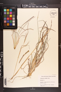 Andropogon capillipes image