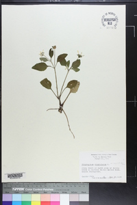 Chrysogonum virginianum image