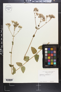 Ageratina aromatica image