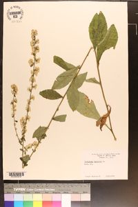 Solidago bicolor image