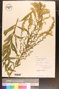 Solidago altissima var. altissima image