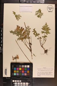 Hydrophyllum brownei image
