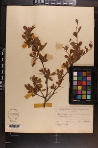 Crataegus uniflora image