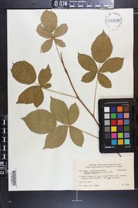 Rubus clandestinus image