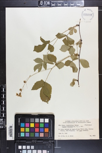 Rubus clandestinus image