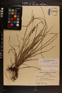 Carex dasycarpa image