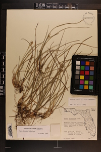 Carex dasycarpa image