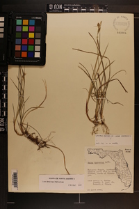 Carex dasycarpa image