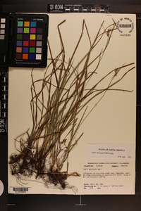 Carex dasycarpa image