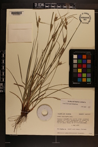 Carex dasycarpa image