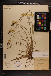 Carex complanata image