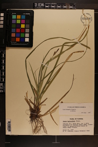 Carex baltzellii image