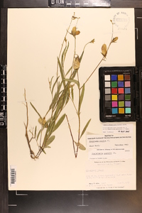 Crotalaria purshii image