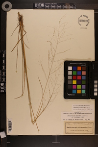 Muhlenbergia expansa image