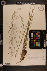 Muhlenbergia expansa image