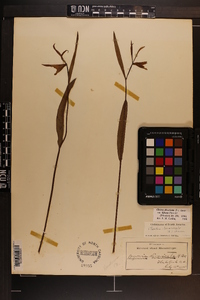 Cleistesiopsis bifaria image