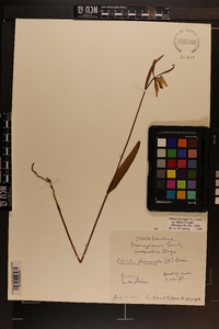 Cleistesiopsis bifaria image