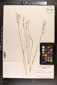 Linum sulcatum image