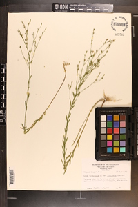 Linum floridanum image