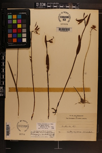 Calopogon barbatus image