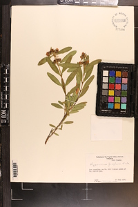 Hypericum frondosum image