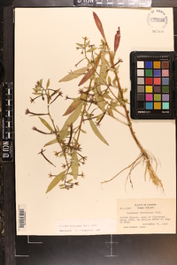 Ludwigia leptocarpa image