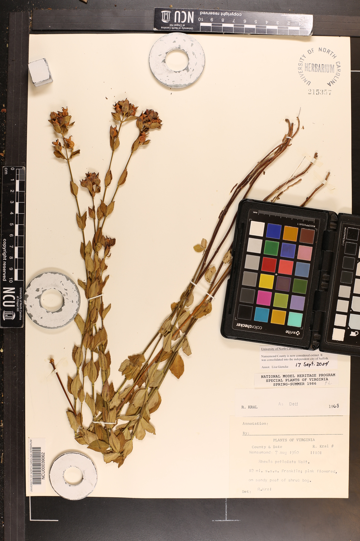 Rhexia petiolata image