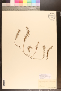 Myriophyllum pinnatum image