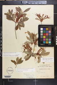 Rhododendron arborescens image