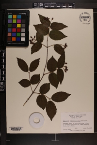 Viburnum rafinesqueanum image