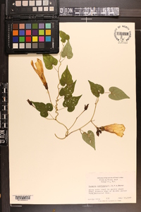 Ipomoea pandurata image