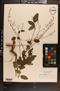 Desmodium laevigatum image