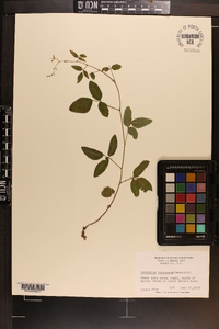 Desmodium tortuosum image