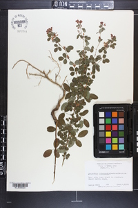 Lespedeza intermedia image