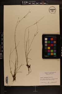 Juncus coriaceus image