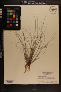 Juncus coriaceus image