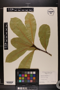 Magnolia grandiflora image