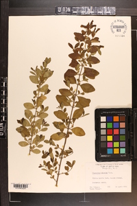 Ligustrum sinense image