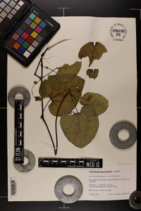 Aristolochia macrophylla image