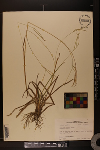 Axonopus fissifolius image