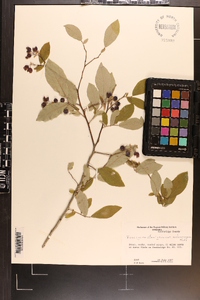 Vaccinium stamineum var. melanocarpum image