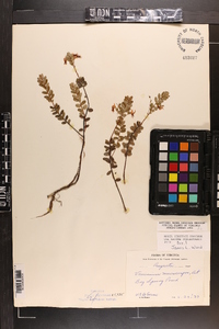 Vaccinium macrocarpon image