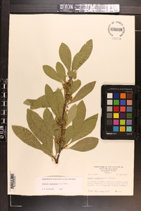 Sideroxylon lycioides image